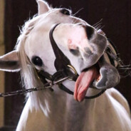 電腦控制玩家 張元鴻