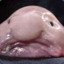 BLOBFISKEN