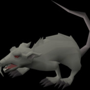 Giant Rat