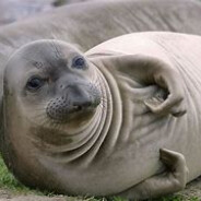 神秘南极大海象