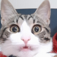 BOSZY avatar