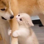 o醜八怪小貝貝o