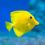 Bob Munkfish