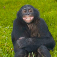 万事皆要尽我所能