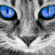 Meowism avatar