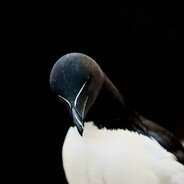 GOZ - steam id 76561198001716123