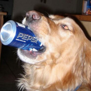 pepsi doggo