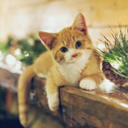 小葵花妈妈课堂开课啦