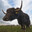 Yak