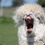 Alpaca