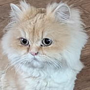 hoo