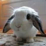 =(eGO)= Bunny FuFu