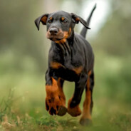 Doberman