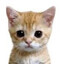 Hshrop