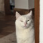 miky