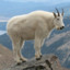 ¡Mountain Goat