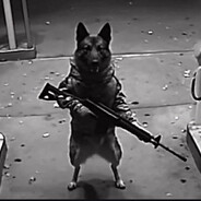 Deutscher Schäferhund