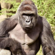 R.I.P Harambe