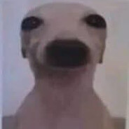 bingus