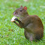 AGOUTI_GOOSE