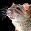 rat