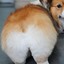 Corgi Butt