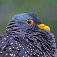 BIG : POMBO