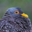 BIG : POMBO