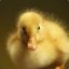 duckling