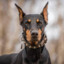 doberman :/