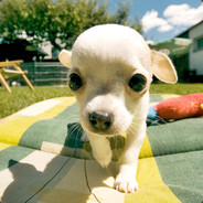 没有波的大波弟弟