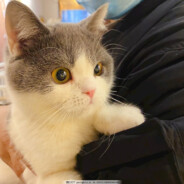 小马不会玩游戏