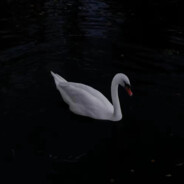 无敌大美女烏鵝子