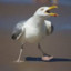 Seagull