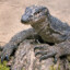 Monkey D Dragon