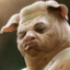 PiGxeq