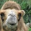 Afghansk Kamel