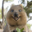 The Merciless Quokka