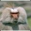 Baboon