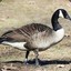 Goose