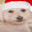 TinkleBallSniff