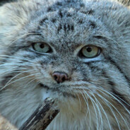 PallasCat