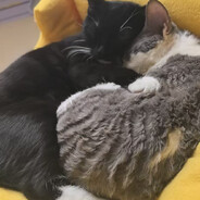 再催交表就跳楼