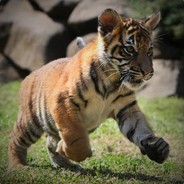 Tigris4ever avatar
