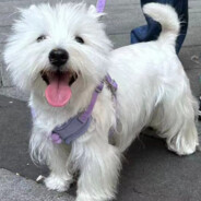 秃秃王子トトおうじ