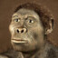 Homo habilis