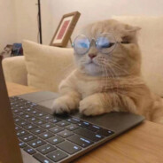 粘人的大跳蚤66