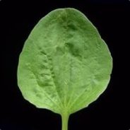 Трова_Подорожник