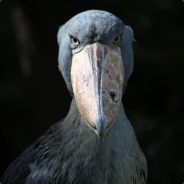 mole - steam id 76561197960472330