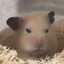 Boop